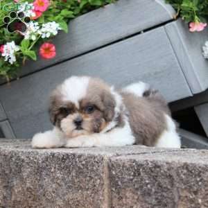 Robin, Teddy Bear Puppy